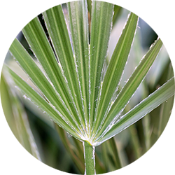 Entretien Chamaerops Humilis 