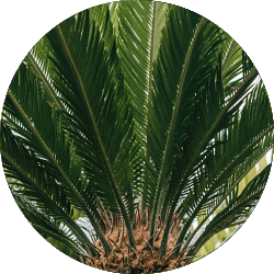 Entretien Cycas 