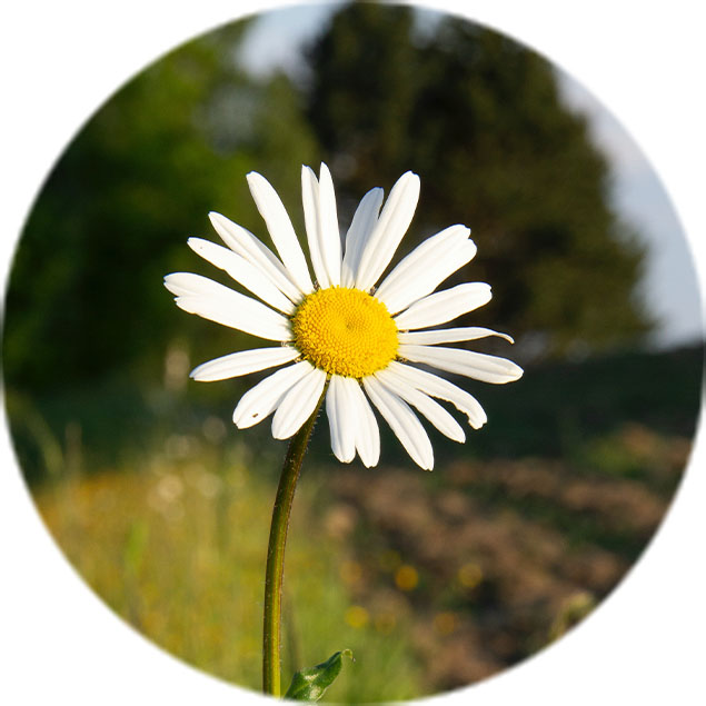 Entretien des marguerites