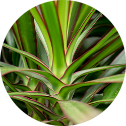 Entretien Dracaena