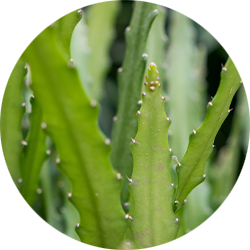 Entretien Epiphyllum