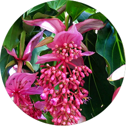 Entretien Medinilla 