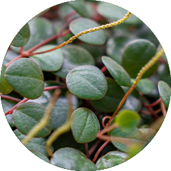 Entretien Peperomia