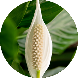 Entretien du Spathiphyllum