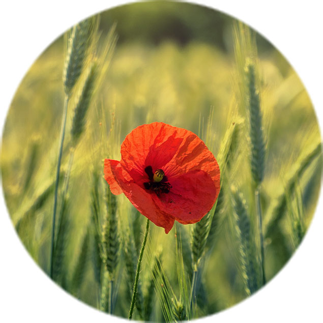 Entretien des coquelicots