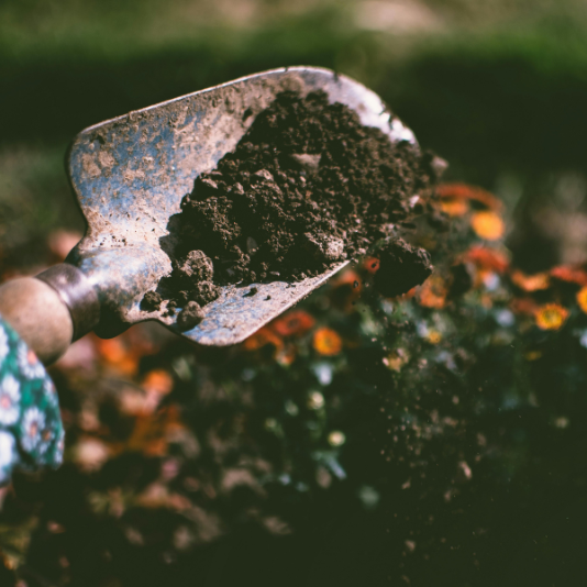 Entretien des plantes de jardin