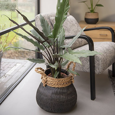 Alocasia dans le salon du panier