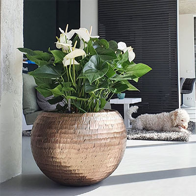 Anthurium en pot 