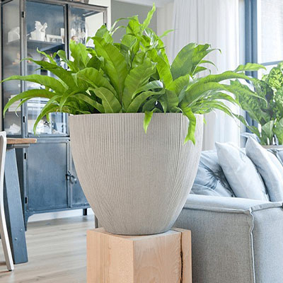 Asplenium en pot dans le salon