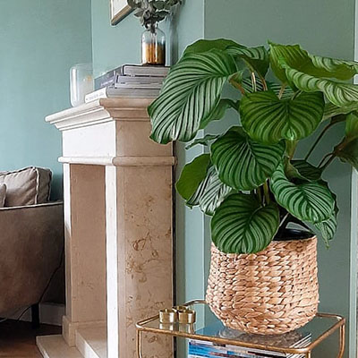 Calathea en panier dans le salon