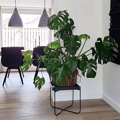 Philodendron Monstera dans le salon du panier