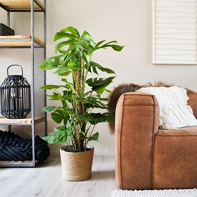 Monstera en panier dans le salon