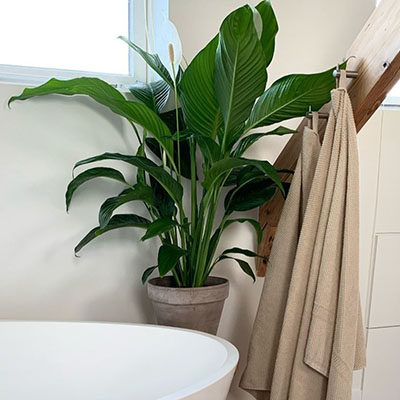 Spathiphyllum  en pot salle de bain