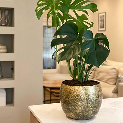 Monstera dans le salon en pot