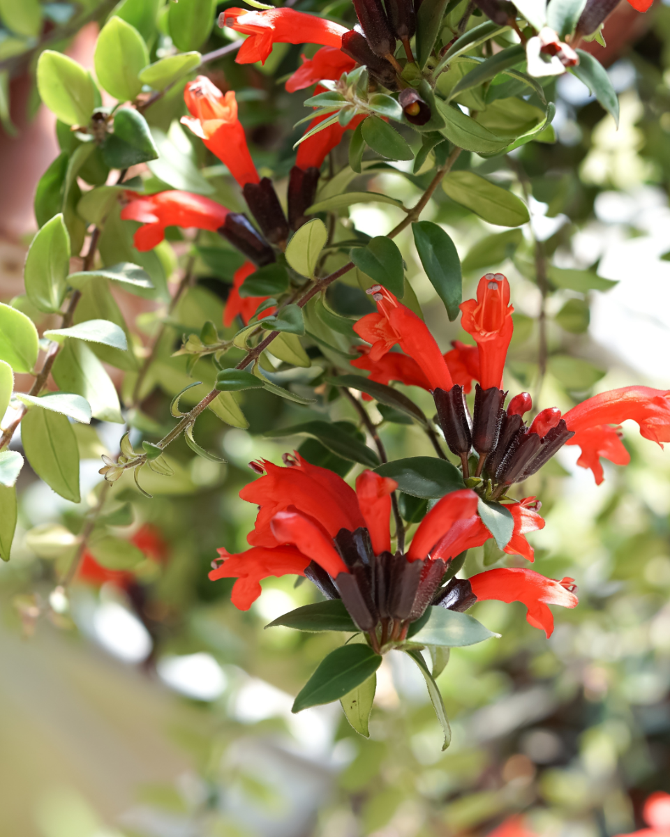 plante rouge à lèvres soins