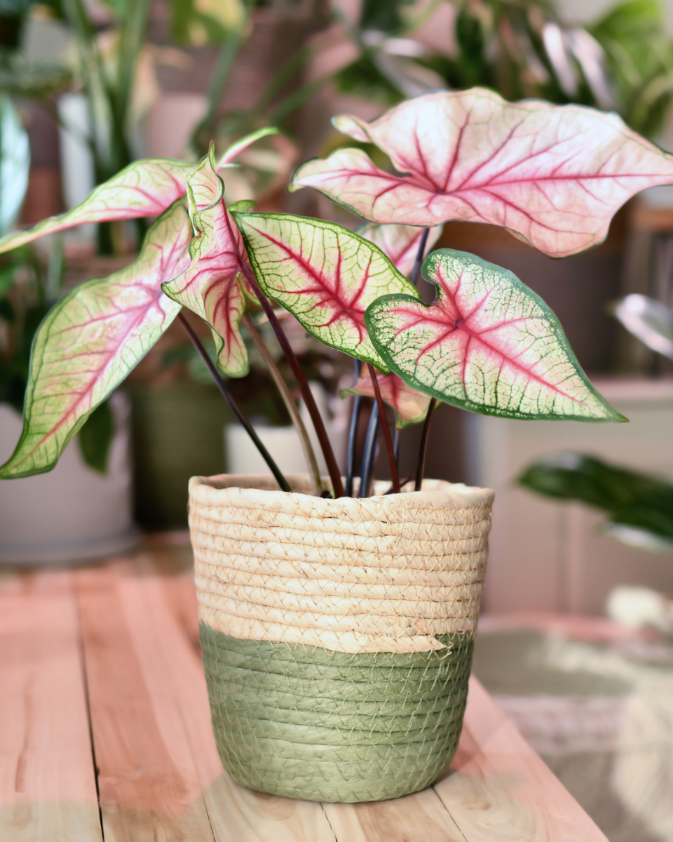 Arrosage du caladium 