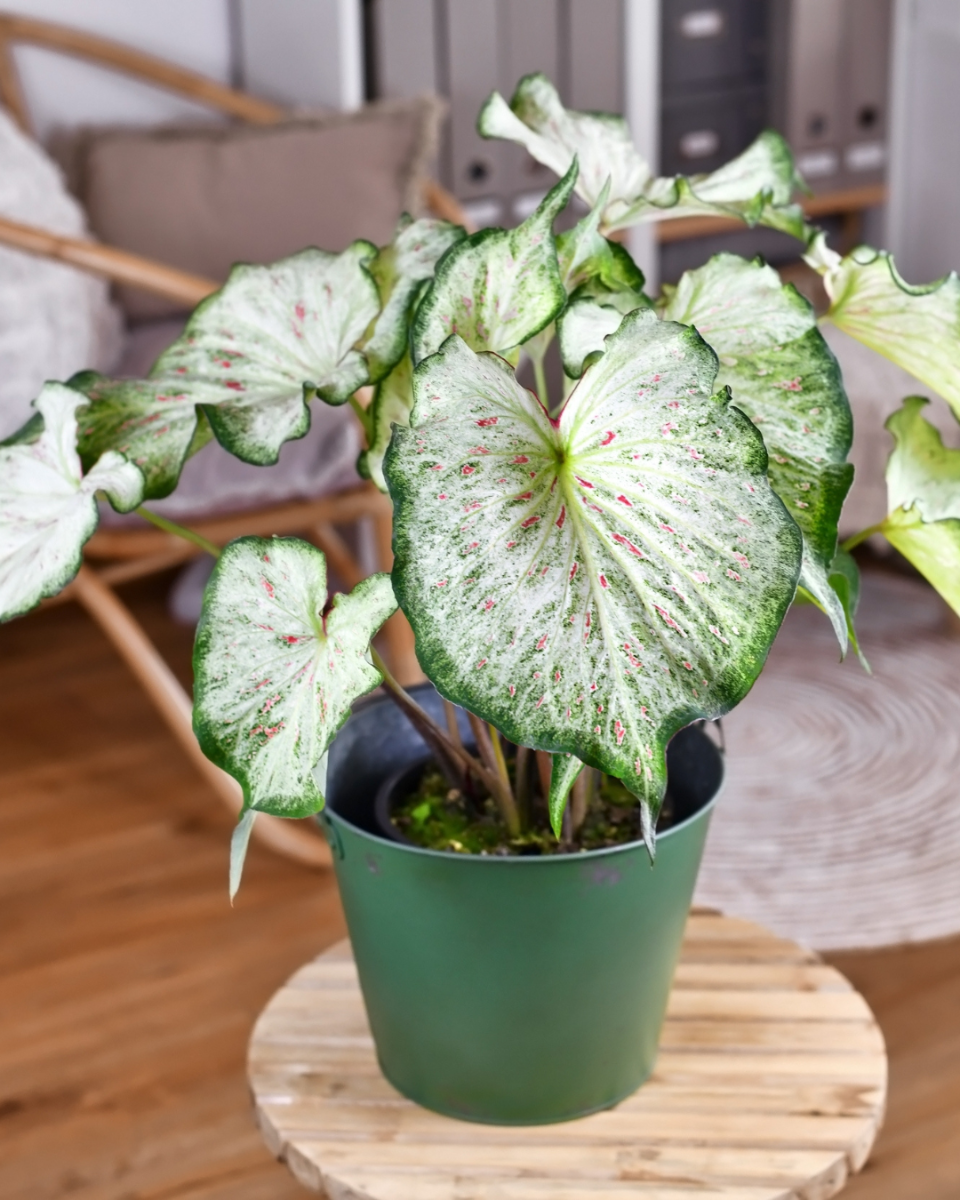 Les fleurs du caladium 