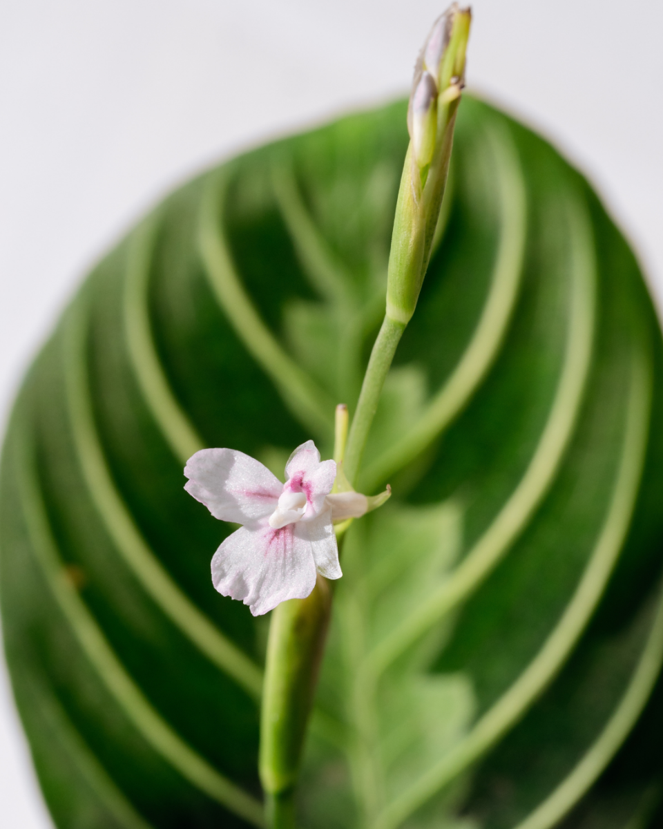 Fleurs Maranta