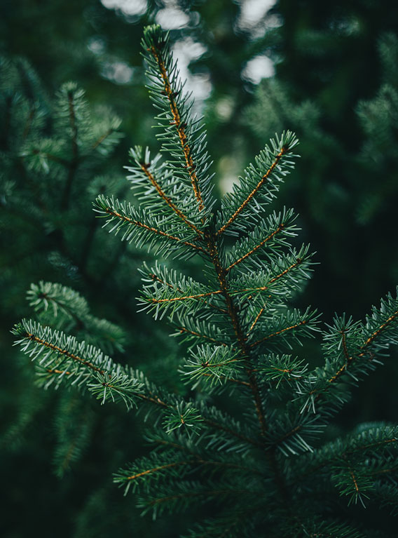 Acheter véritable Sapin de Noël