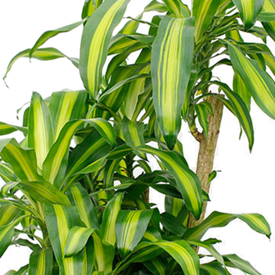 Dracaena Massangeana