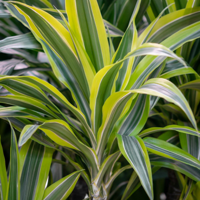 Dracaena Lemon Lime