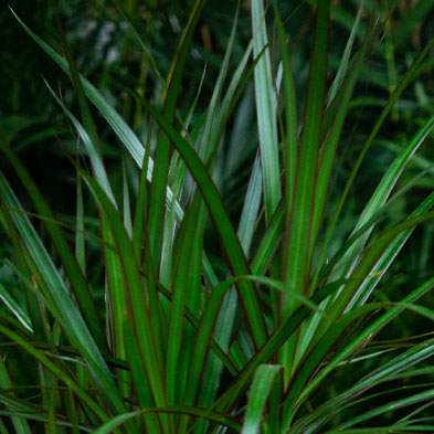 Dracaena marginata Acheter