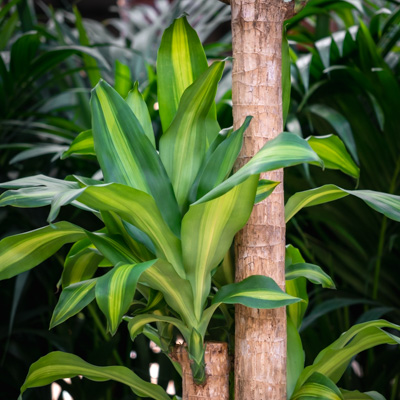 Dracaena Massangeana