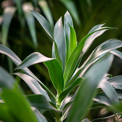 Acheter un Dracaena pour l'ombre