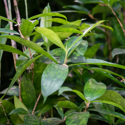 Dracaena Surculosa