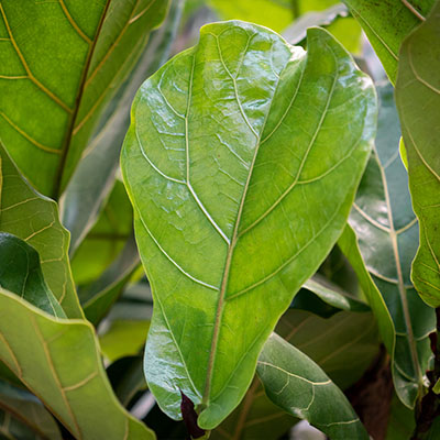 Commande de Ficus hydroponique en ligne