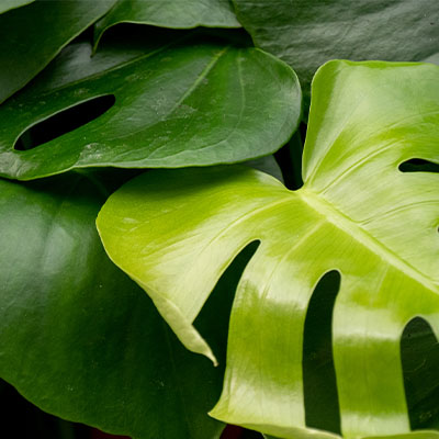 Acheter Monstera hydroponique 