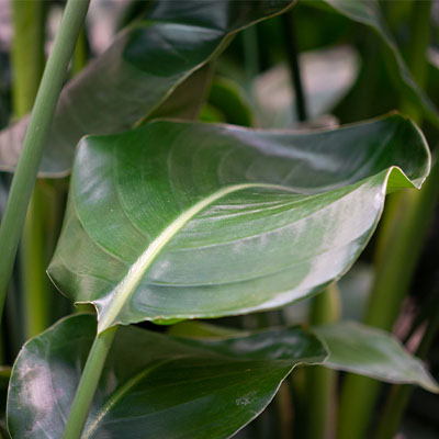 Acheter des strelitzia hydroponiques?