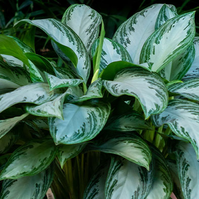 Acheter Aglaonema pour l'ombre