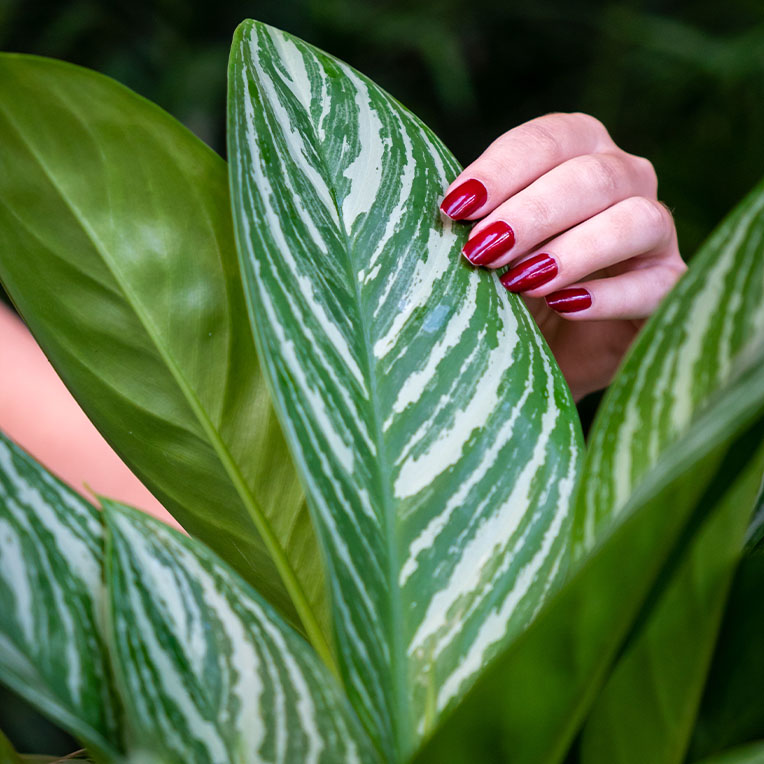 Acheter Aglaonema terre plus longtemps sèche