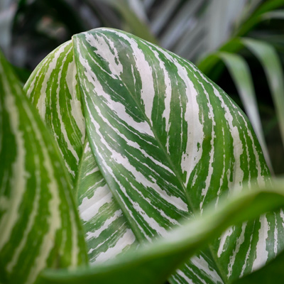 Aglaonema Stripes