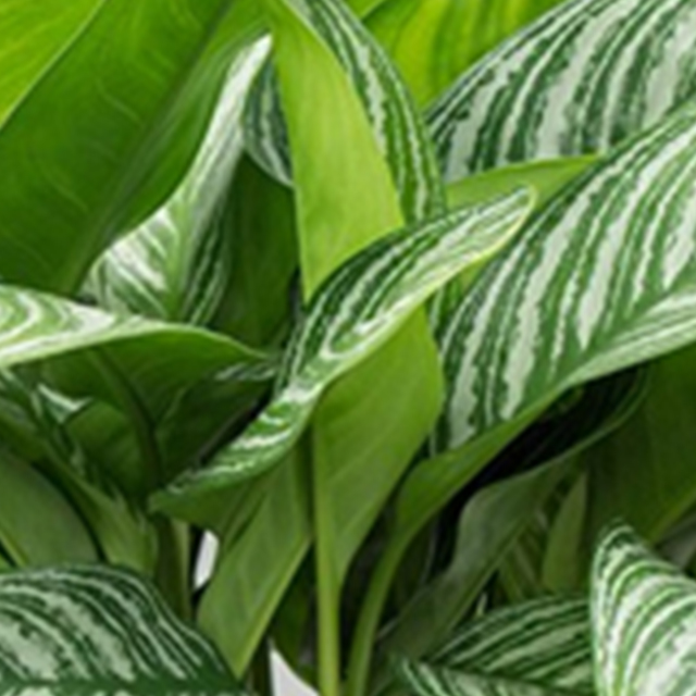 Acheter Aglaonema Stripes