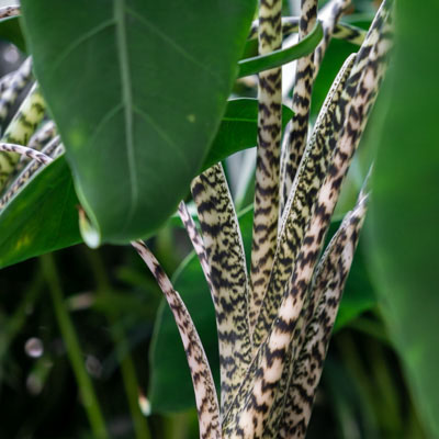 Alocasia Zebrina