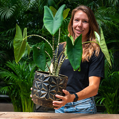 Alocasia kaufen