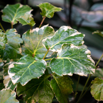 Aralia Balforiana