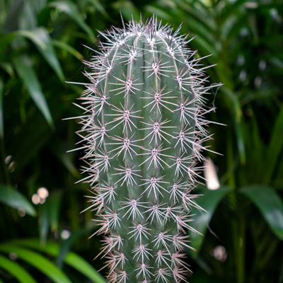 Cactus Colonnaire