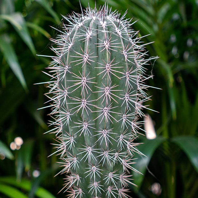 Acheter un cactus qui aime le soleil