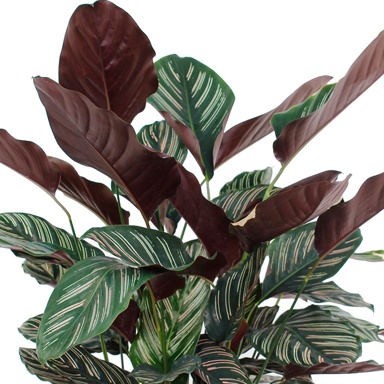 Calathea acheter