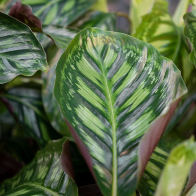 Calathea Flamestar