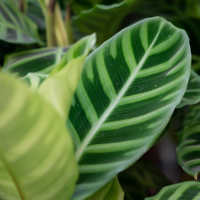 Calathea Zebrina