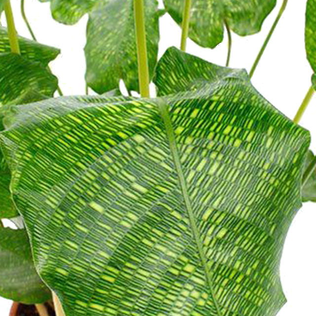 Calathea Network