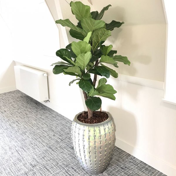 Ficus Lyrata plante demi-ombre