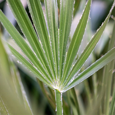 Acheter Chamaerops Humilis