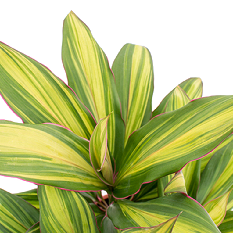 Acheter Cordyline Hydroponique