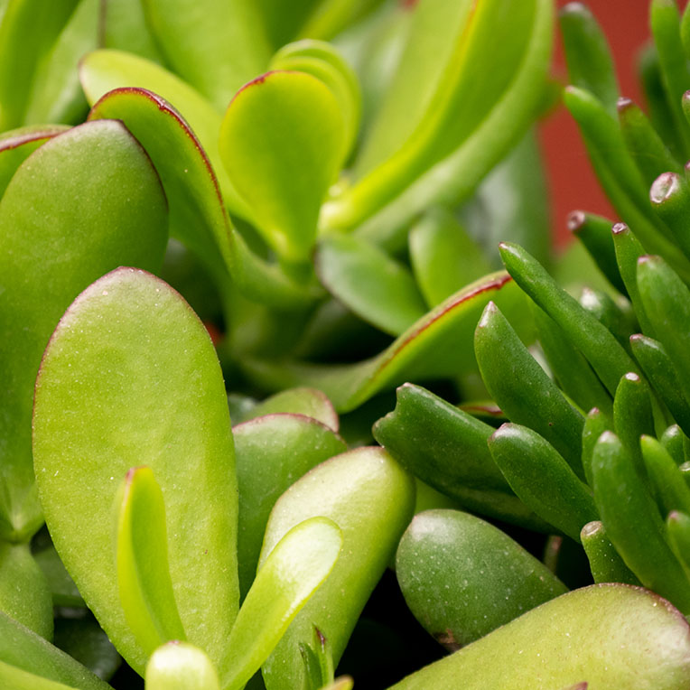 Acheter Crassula terre plus longtemps sèche