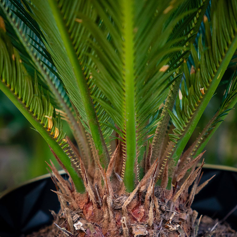 Acheter Cycas terre plus longtemps sèche